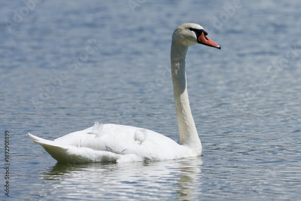 Obraz CISNE BLANCO SOBRE EL AGUA