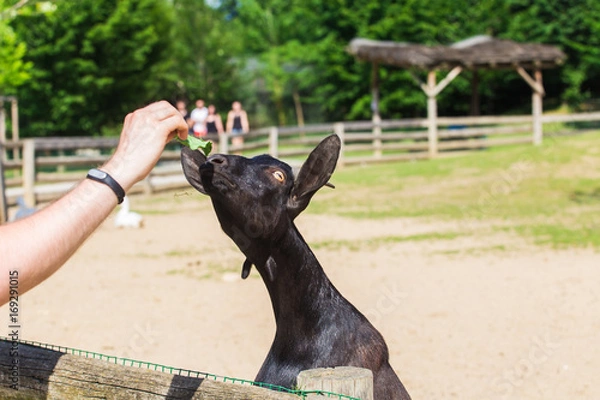 Obraz Man man feeds the lamb or goat in the farm