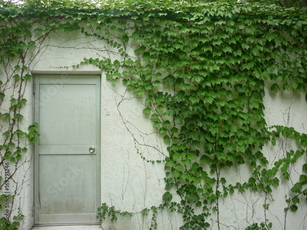 Fototapeta 植物で覆われた壁