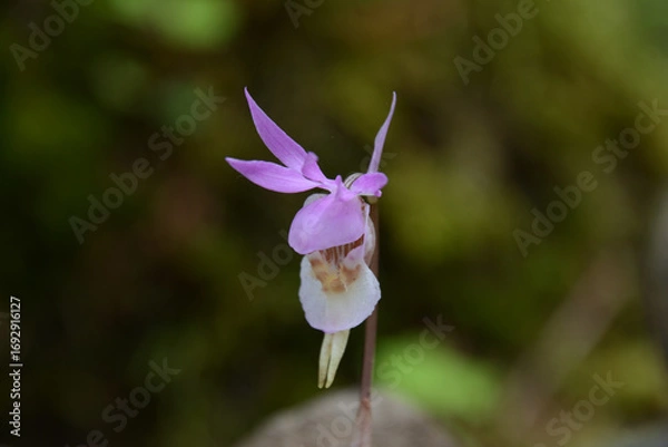 Obraz 絶滅危惧種、レッドリスト、布袋欄、ほていらん。釣舟蘭、つりふねらん。