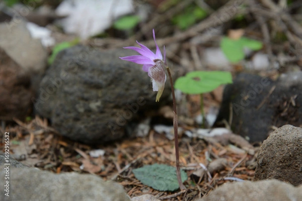 Obraz 絶滅危惧種、レッドリスト、布袋欄、ほていらん。釣舟蘭、つりふねらん。