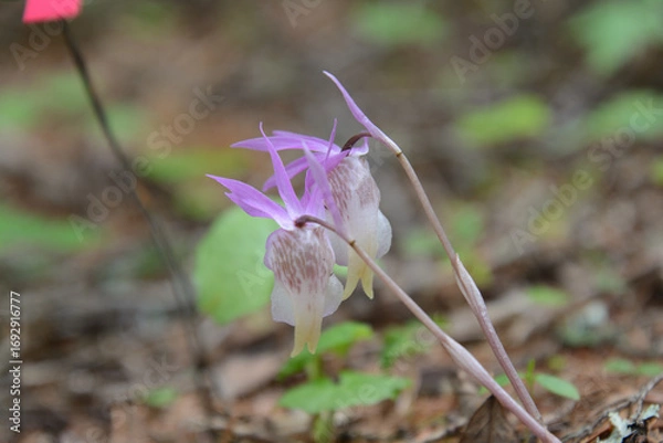 Obraz 絶滅危惧種、レッドリスト、布袋欄、ほていらん。釣舟蘭、つりふねらん。