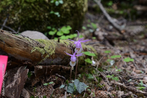Obraz 絶滅危惧種、レッドリスト、布袋欄、ほていらん。釣舟蘭、つりふねらん。