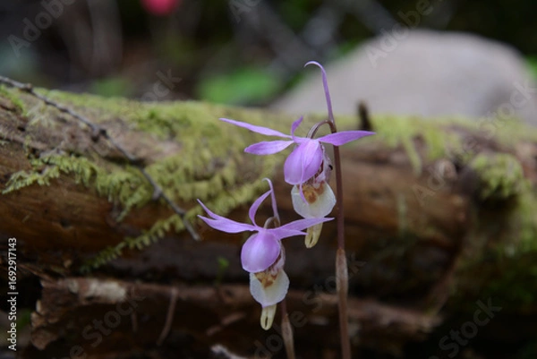 Obraz 絶滅危惧種、レッドリスト、布袋欄、ほていらん。釣舟蘭、つりふねらん。