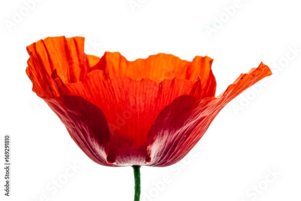 Fototapeta wonderful isolated red poppy flower, white background. studio shot, closeup
