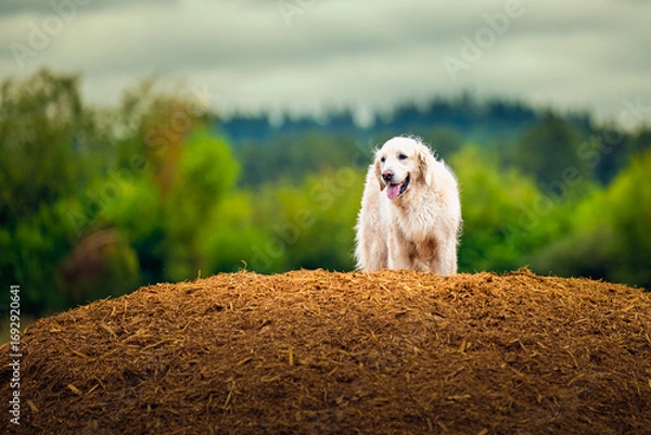 Fototapeta 2025-09-07 A LIGHT COLORED GOLDEN RETRIEVER STANDING ON TOP OF A LARGE MOUND OF BEAUTY BARK WITH A GREEN BACKGROUND AT THE OFF LEASH DOG AREA AT MARYMOOR PARK IN REDMOND WASHINGTON