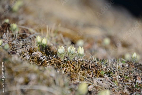 Obraz 絶滅危惧種の高山植物、キンポウゲ科のつくもぐさ九十九草。 利尻島、ポロヌプリ山、大雪山、芦別山、日高山脈、白馬山、八ヶ岳に分布。
