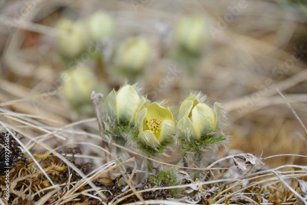 Obraz 絶滅危惧種の高山植物、キンポウゲ科のつくもぐさ九十九草。
利尻島、ポロヌプリ山、大雪山、芦別山、日高山脈、白馬山、八ヶ岳に分布。