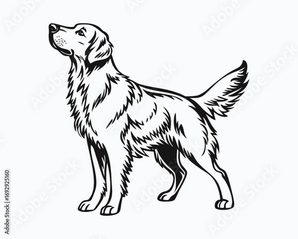 Obraz Golden Retriever standing Design Svg