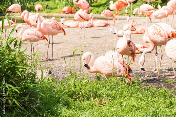Fototapeta Flock of Greater Flamingo, Nice pink big bird, animal in the nature habitat