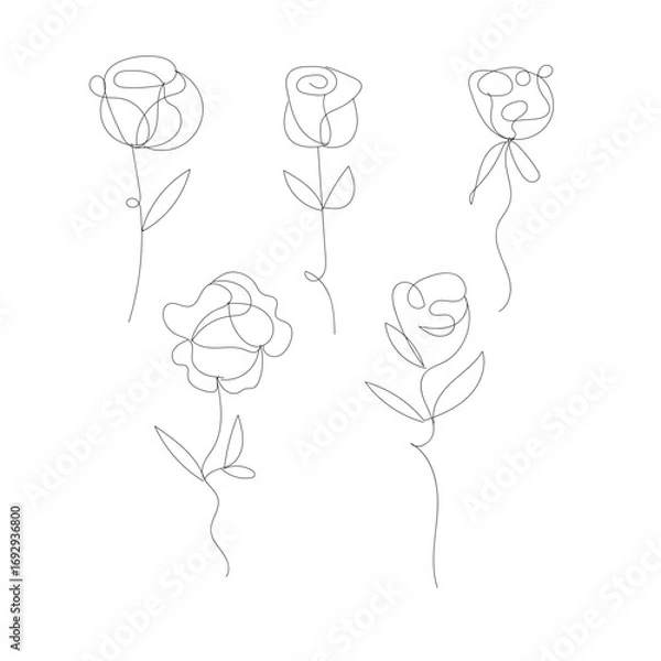 Fototapeta Artistic outline drawings of delicate roses with stem and leaves collection white background