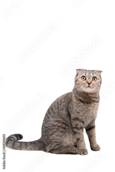 Fototapeta Gray cat with strips of Scottish fold