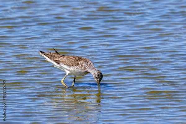 Obraz Common greenshank (Tringa nebularia) foraging in shallow water of pond in late summer / early autumn