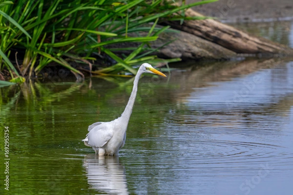 Obraz Great white egret / great egret (Ardea alba) non-breeding adult fishing in shallow water of pond in late summer 