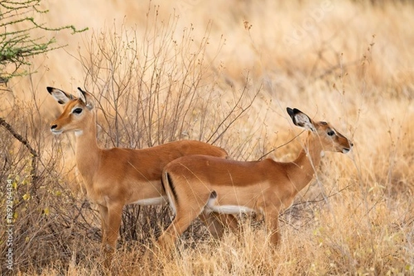 Obraz Grant's Gazelle in the dry Savannah at the Samburu National park in Kenya
