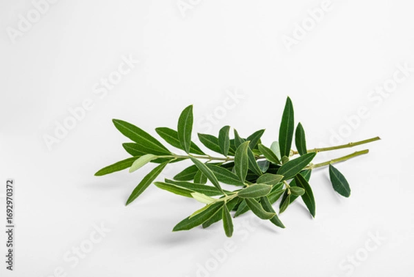 Fototapeta Olive tree branch on white background. Olive tree.