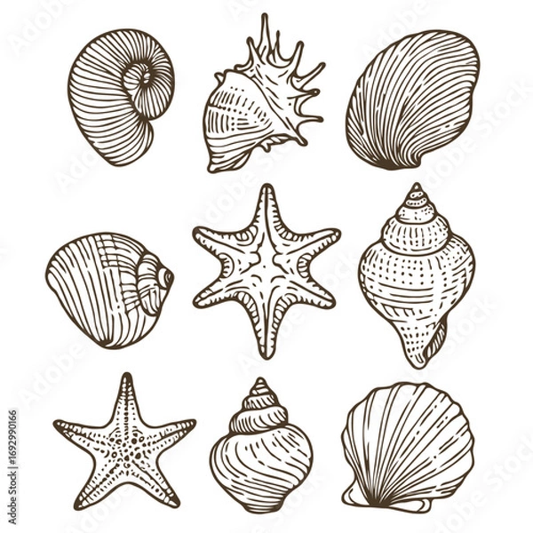 Fototapeta Collection Various Outline Black And White Drawing Seashells. Set Hand Drawn Doodle Snails and Shells, Starfish sketch Illustrations. Line Art Coastal Themes. Sea Elements, Marine Mollusks, Corals