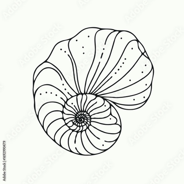 Fototapeta Collection Various Outline Black And White Drawing Seashells. Set Hand Drawn Doodle Snails and Shells, Starfish sketch Illustrations. Line Art Coastal Themes. Sea Elements, Marine Mollusks, Corals