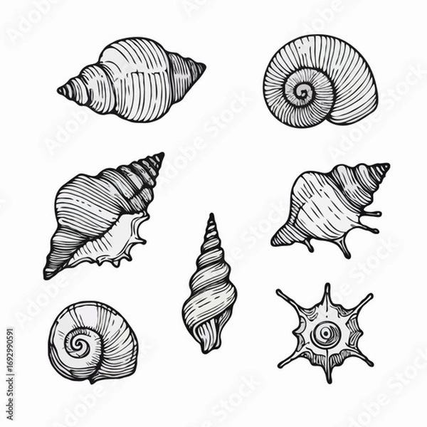 Fototapeta Collection Various Outline Black And White Drawing Seashells. Set Hand Drawn Doodle Snails and Shells, Starfish sketch Illustrations. Line Art Coastal Themes. Sea Elements, Marine Mollusks, Corals