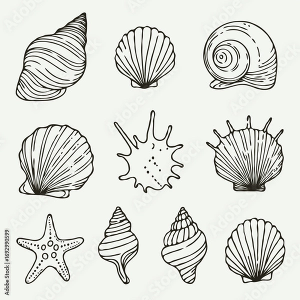 Fototapeta Collection Various Outline Black And White Drawing Seashells. Set Hand Drawn Doodle Snails and Shells, Starfish sketch Illustrations. Line Art Coastal Themes. Sea Elements, Marine Mollusks, Corals