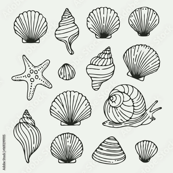Fototapeta Collection Various Outline Black And White Drawing Seashells. Set Hand Drawn Doodle Snails and Shells, Starfish sketch Illustrations. Line Art Coastal Themes. Sea Elements, Marine Mollusks, Corals
