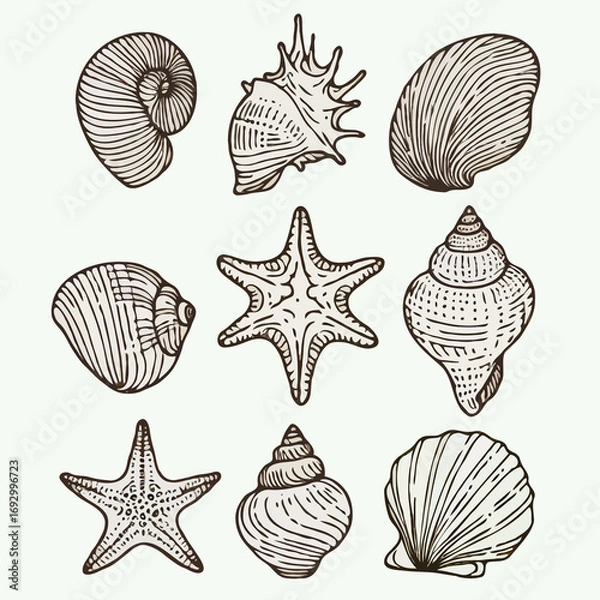Fototapeta Collection Various Outline Black And White Drawing Seashells. Set Hand Drawn Doodle Snails and Shells, Starfish sketch Illustrations. Line Art Coastal Themes. Sea Elements, Marine Mollusks, Corals