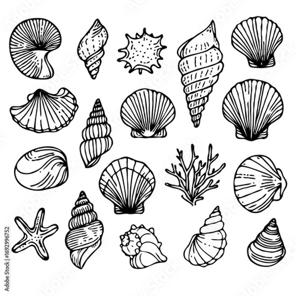 Fototapeta Collection Various Outline Black And White Drawing Seashells. Set Hand Drawn Doodle Snails and Shells, Starfish sketch Illustrations. Line Art Coastal Themes. Sea Elements, Marine Mollusks, Corals