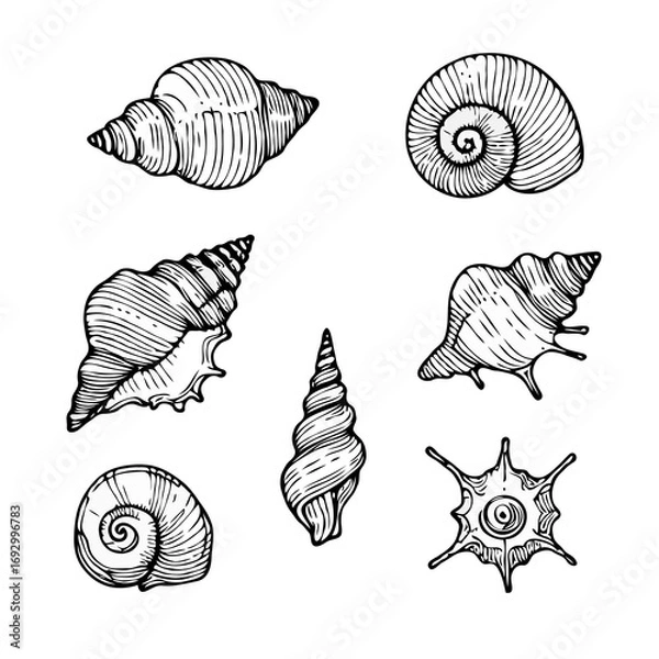 Fototapeta Collection Various Outline Black And White Drawing Seashells. Set Hand Drawn Doodle Snails and Shells, Starfish sketch Illustrations. Line Art Coastal Themes. Sea Elements, Marine Mollusks, Corals
