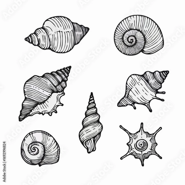 Fototapeta Collection Various Outline Black And White Drawing Seashells. Set Hand Drawn Doodle Snails and Shells, Starfish sketch Illustrations. Line Art Coastal Themes. Sea Elements, Marine Mollusks, Corals