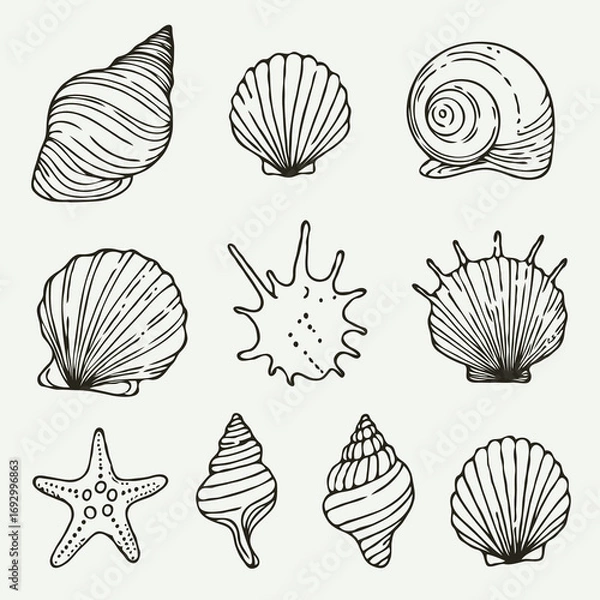 Fototapeta Collection Various Outline Black And White Drawing Seashells. Set Hand Drawn Doodle Snails and Shells, Starfish sketch Illustrations. Line Art Coastal Themes. Sea Elements, Marine Mollusks, Corals