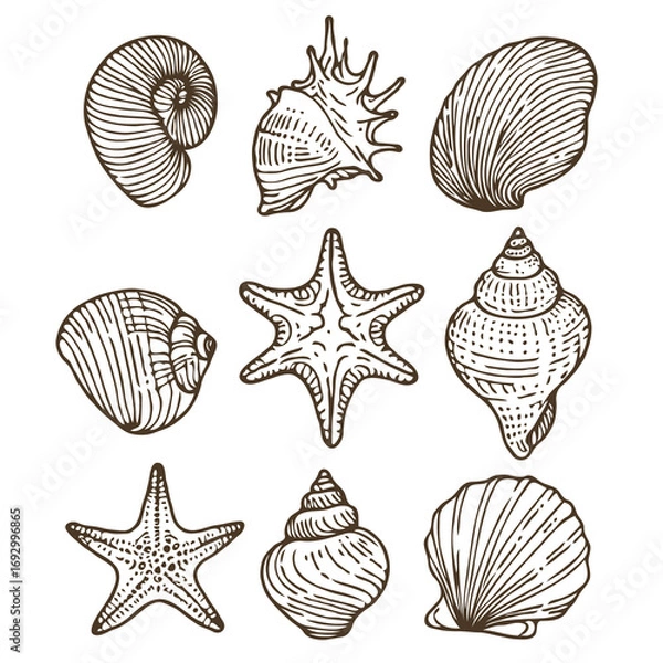 Fototapeta Collection Various Outline Black And White Drawing Seashells. Set Hand Drawn Doodle Snails and Shells, Starfish sketch Illustrations. Line Art Coastal Themes. Sea Elements, Marine Mollusks, Corals