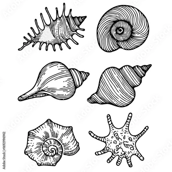 Fototapeta Collection Various Outline Black And White Drawing Seashells. Set Hand Drawn Doodle Snails and Shells, Starfish sketch Illustrations. Line Art Coastal Themes. Sea Elements, Marine Mollusks, Corals