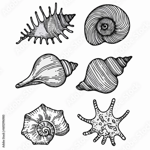 Fototapeta Collection Various Outline Black And White Drawing Seashells. Set Hand Drawn Doodle Snails and Shells, Starfish sketch Illustrations. Line Art Coastal Themes. Sea Elements, Marine Mollusks, Corals