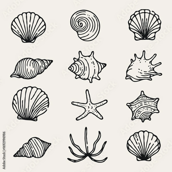 Fototapeta Collection Various Outline Black And White Drawing Seashells. Set Hand Drawn Doodle Snails and Shells, Starfish sketch Illustrations. Line Art Coastal Themes. Sea Elements, Marine Mollusks, Corals