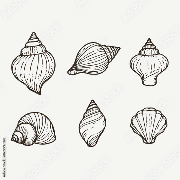 Fototapeta Collection Various Outline Black And White Drawing Seashells. Set Hand Drawn Doodle Snails and Shells, Starfish sketch Illustrations. Line Art Coastal Themes. Sea Elements, Marine Mollusks, Corals