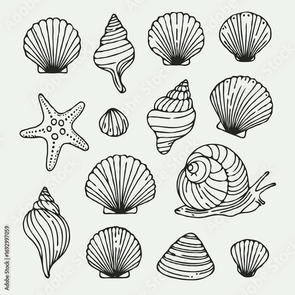 Fototapeta Collection Various Outline Black And White Drawing Seashells. Set Hand Drawn Doodle Snails and Shells, Starfish sketch Illustrations. Line Art Coastal Themes. Sea Elements, Marine Mollusks, Corals