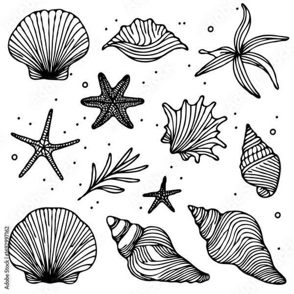Fototapeta Collection Various Outline Black And White Drawing Seashells. Set Hand Drawn Doodle Snails and Shells, Starfish sketch Illustrations. Line Art Coastal Themes. Sea Elements, Marine Mollusks, Corals