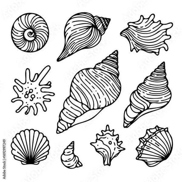 Fototapeta Collection Various Outline Black And White Drawing Seashells. Set Hand Drawn Doodle Snails and Shells, Starfish sketch Illustrations. Line Art Coastal Themes. Sea Elements, Marine Mollusks, Corals