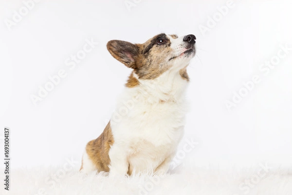 Fototapeta Corgi Looking Up