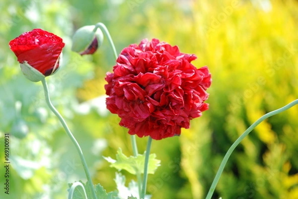 Obraz Red poppy closeup