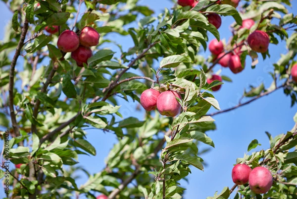 Fototapeta fruits in an apple tree, blue sky as background