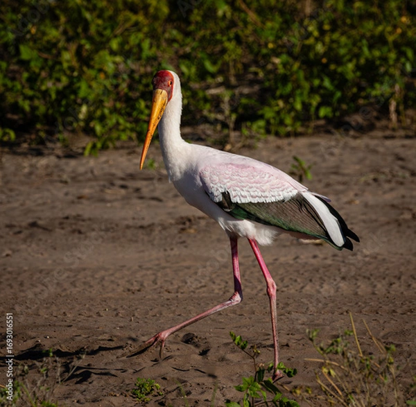 Fototapeta Side view of one yellow-billed stork walking on a sandy river bank