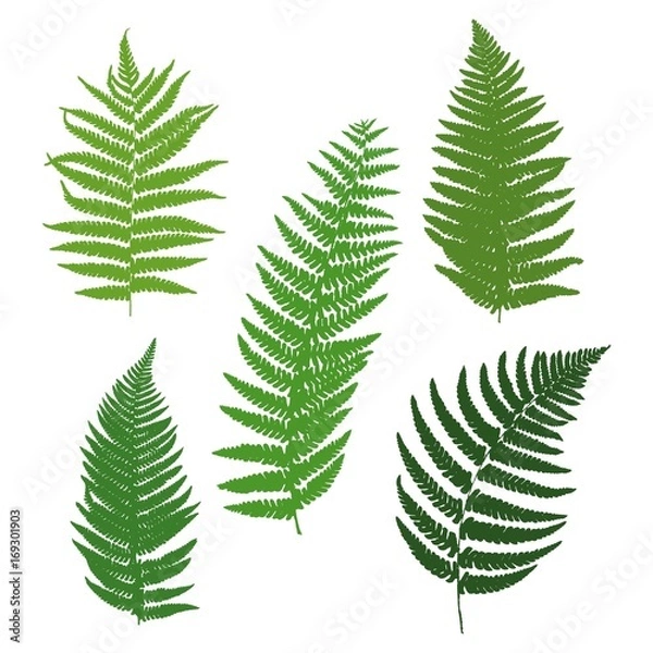 Obraz A set of silhouettes of ferns. Vector illustration.