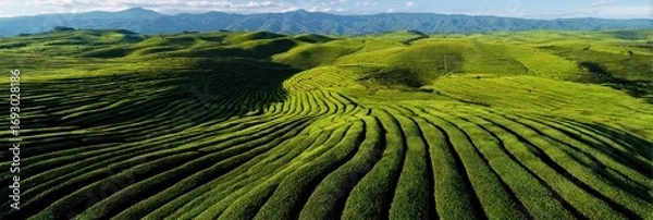 Fototapeta Aerial View of Serene Green Terraced Fields