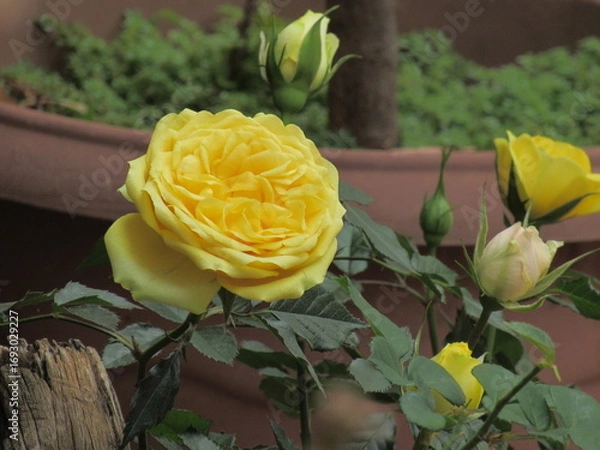 Fototapeta Rosas e lírios.