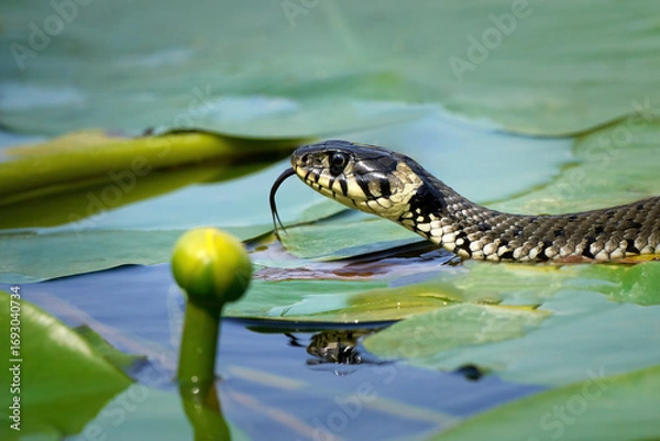 Obraz Ringelnatter (Natrix natrix) Nahaufnahme vom Kopf mit züngelnder Zunge auf einer Wasseroberfläche mit Gelber Teichrose (Nuphar lutea) und deren Schwimmblättern - Tälesee, Empfingen, Deutschland