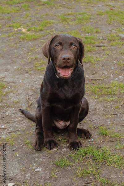 Obraz Chocolate Labrador Puppy