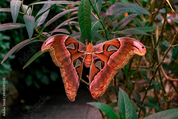 Fototapeta Attacus atlas (Atlas moth) saturniid moth butterfly open wings closeup