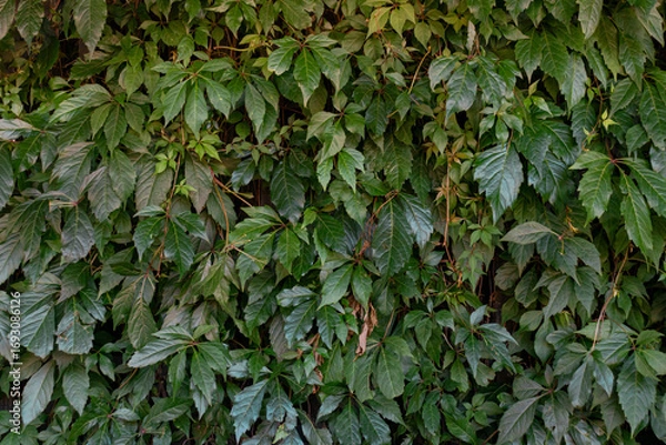 Fototapeta Summer season green color leaved texture pattern background surface