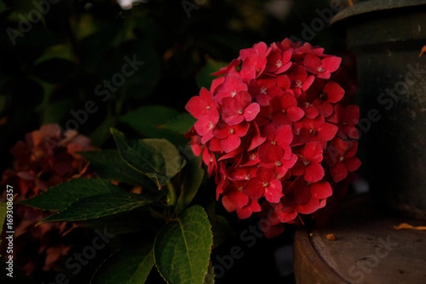 Fototapeta hydrangea